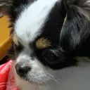 もちの