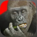 Unofficial Flying Gorilla Discord Server
