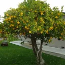 ⽾ EL LIMONERO🍋༄
