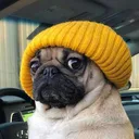 Pug Life