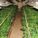 The Plantations