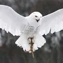 梟🦉