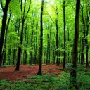 🌲 r/Forestry 🌳