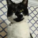 Doom's Cat Box