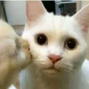 Miaw 🐈