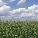 The Corn Field