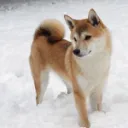 Shorky's Server