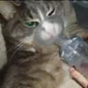 Asthma/Allergies