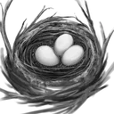 鳥の巣