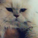 Dank-memer server icon