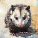 Awesome Possums