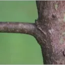 Branch's Channel