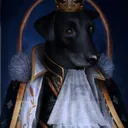 Doggo Kingdom