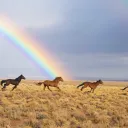 Protect our Wild Horses