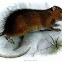 Creative Rats Server Icon