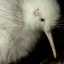 The Kiwi squad