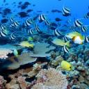 MARINE LIFE