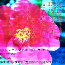 「r18-はながい」