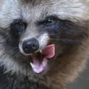 WArewolf