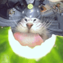 야옹