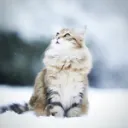 ねこのいえ