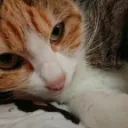コミュ障