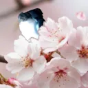 Olly's Sakura Branch