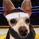 MSG