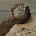 Otter Park