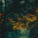 the greatwoods ──────