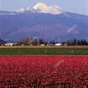 SkagitWA