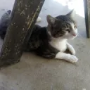 Cat Server