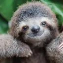 Sloth's Groupies!