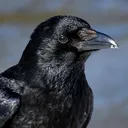 MrLughsson