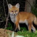 Mr.foxes