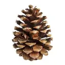 PINESALTERS