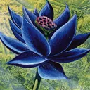 Black Lotus (ARCHIVE )