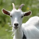 The Crawling Goats