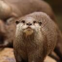 Otter Land Discord Server Icon