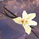 The Vanilla Experience