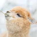 Worshippers of the Alpaca Goddess