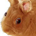 Chilky's Bunnies
