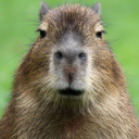 MESSIICHIKITO icon