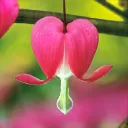 Dicentra