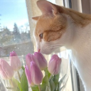 ・sunny’s kitty isle ・