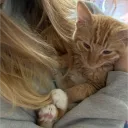 ・sunny’s kitty isle ・