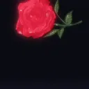 red roses