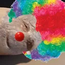 Potato Cult
