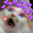 ðŸ˜ºCatto BallðŸŽ‰ Server Icon