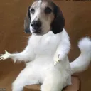 Sally is a Dog